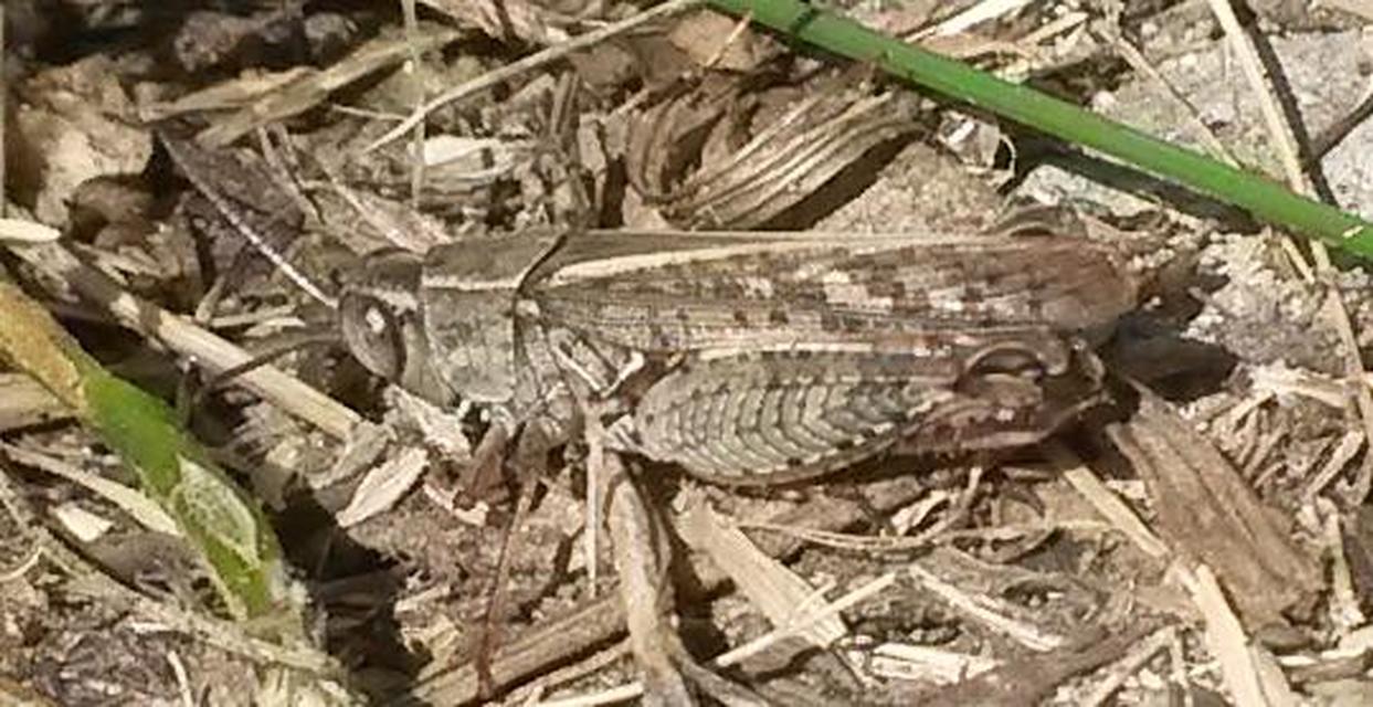 Calliptamus italicus - olaszsáska