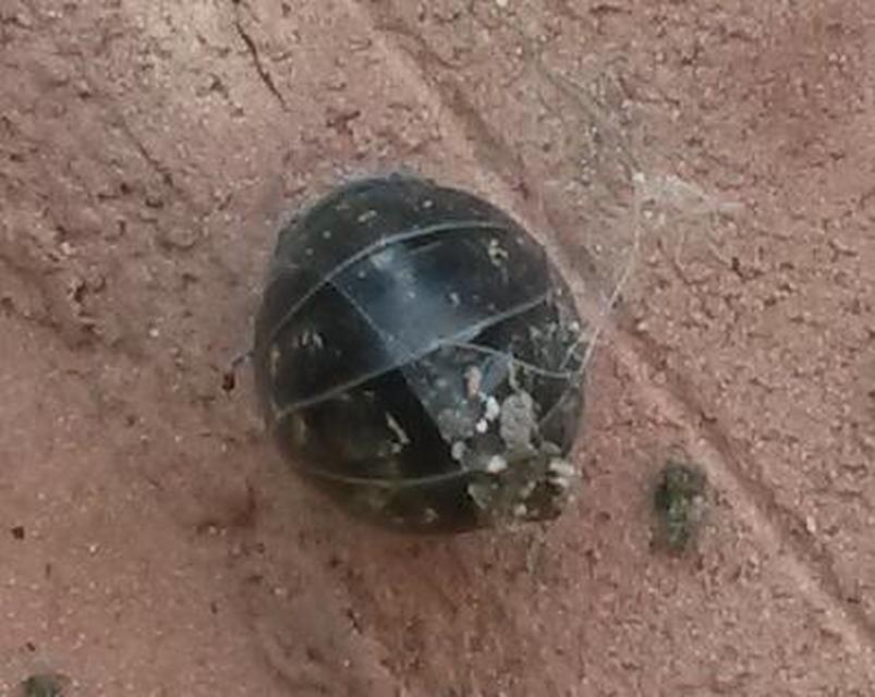 Armadillidium