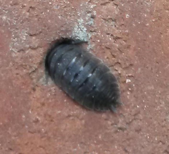 Porcellio scaber - érdes pinceászka