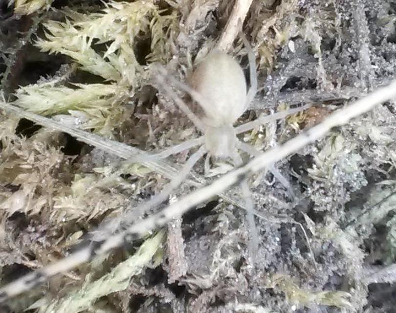 Cheiracanthium mildei - sárga dajkapók