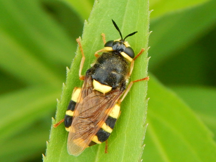 Stratiomys chamaeleon - közönséges katonalégy