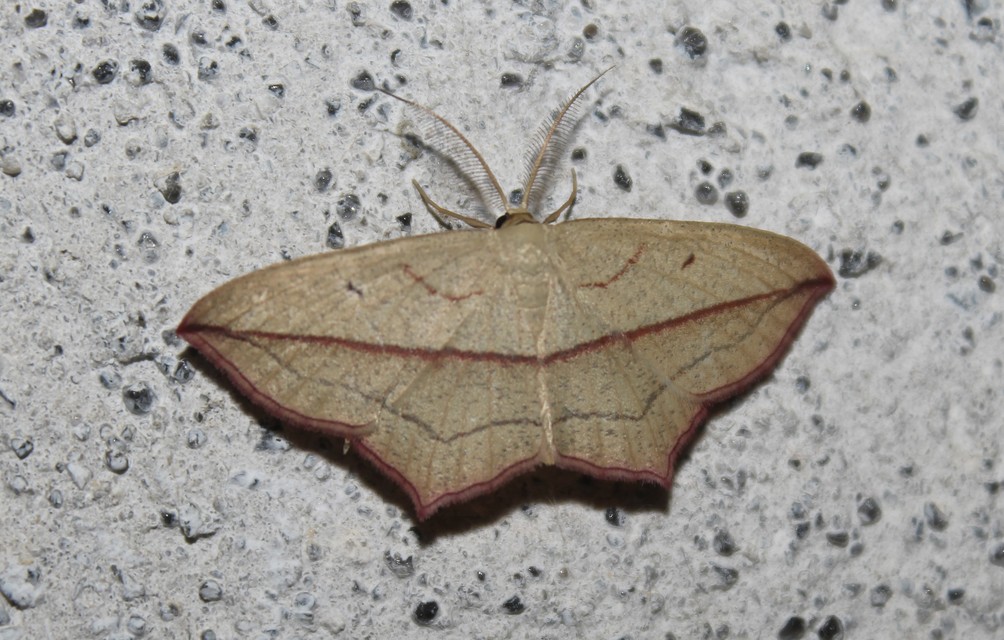 Timandra comae - piroscsíkos csipkésaraszoló
