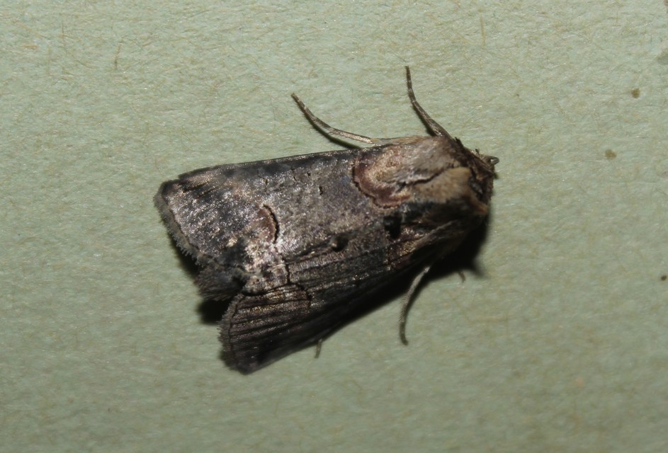Abrostola triplasia - közönséges csalánbagoly
