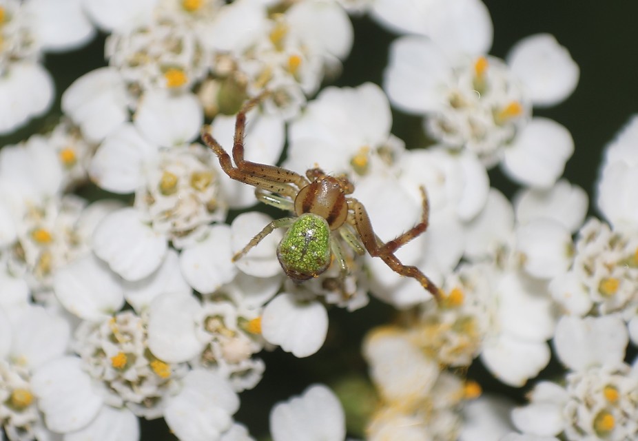 Ebrechtella tricuspidata - alakoskodó karolópók