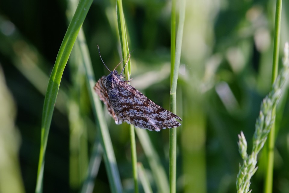 Ematurga atomaria - barna rétiaraszoló