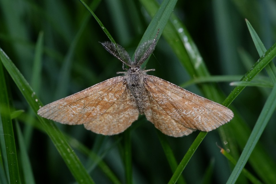 Ematurga atomaria - barna rétiaraszoló