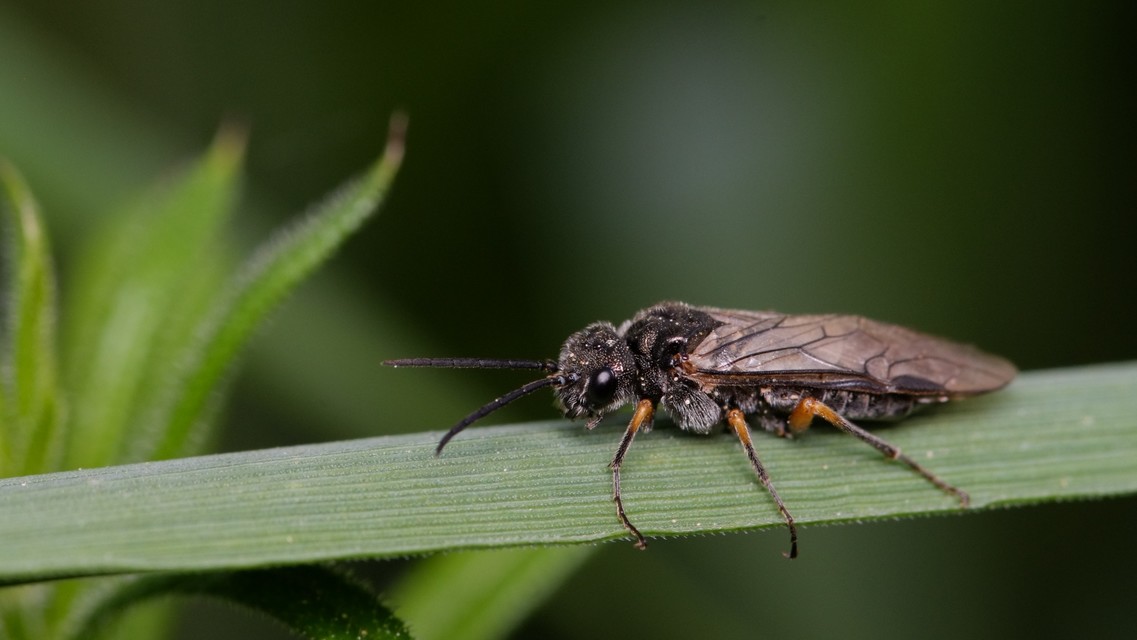 Tenthredinidae - valódi levéldarazsak