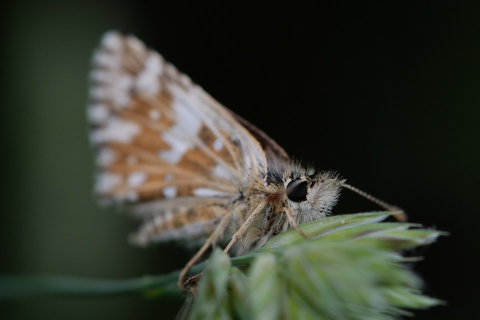 Pyrgus malvae - kis busalepke
