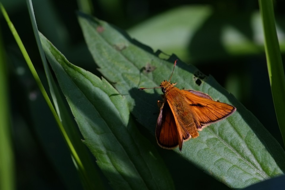 Ochlodes sylvanus - erdei busalepke