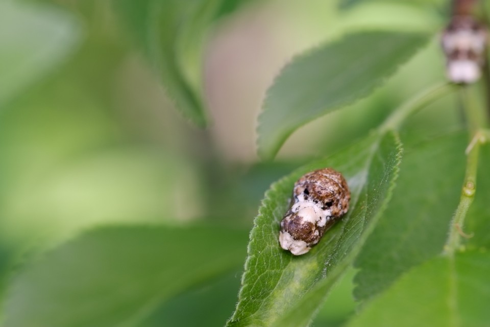 Satyrium pruni - szilvafa-csücsköslepke