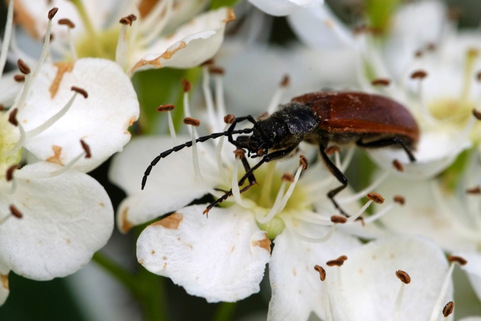 Omophlus proteus - közönséges pejbogár Omophlus proteus - közönséges pejbogár