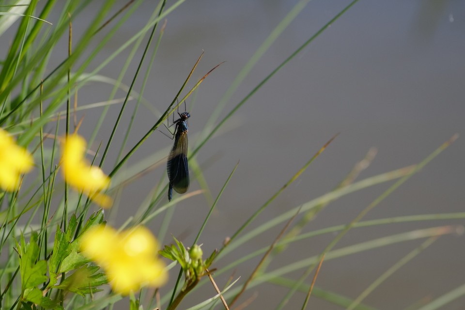 Calopteryx splendens - sávos szitakötő