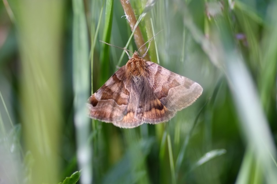 Euclidia glyphica - közönséges nappalibagoly