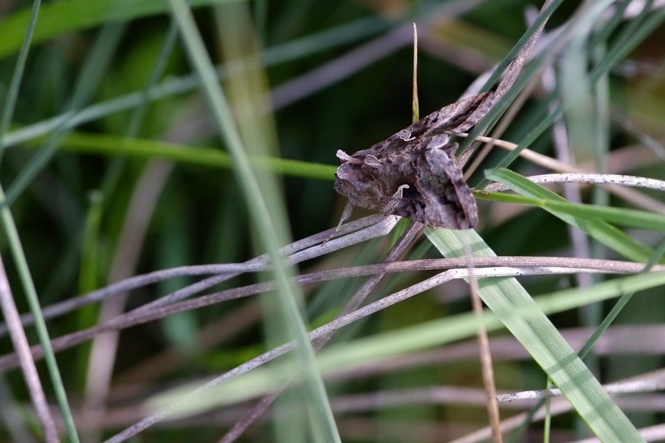 Autographa gamma - gammalepke