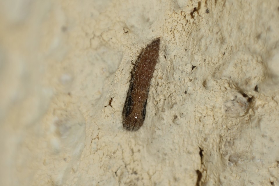 Pterophoridae - tollasmolyfélék