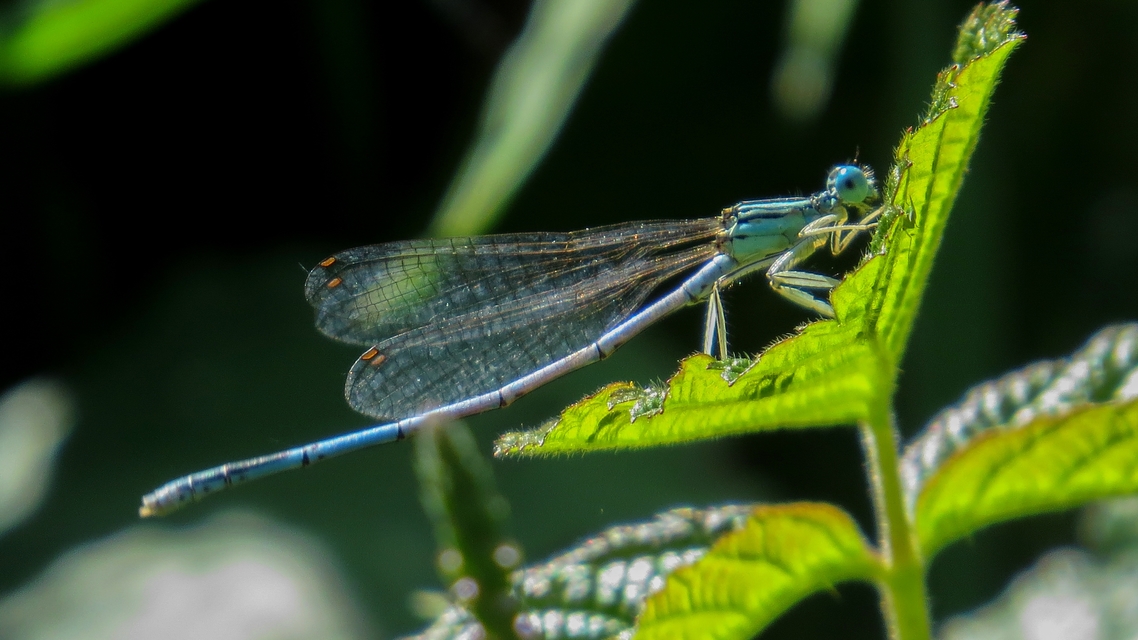 Platycnemis pennipes - széleslábú szitakötő
