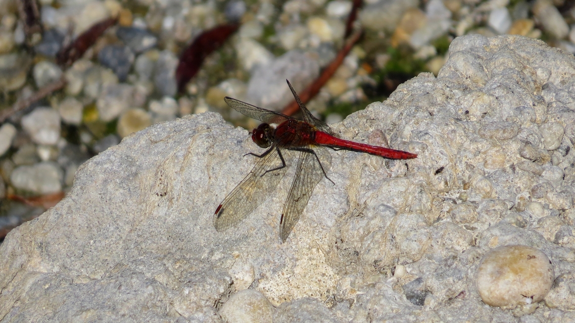 Sympetrum sanguineum - vörös katona-szitakötő
