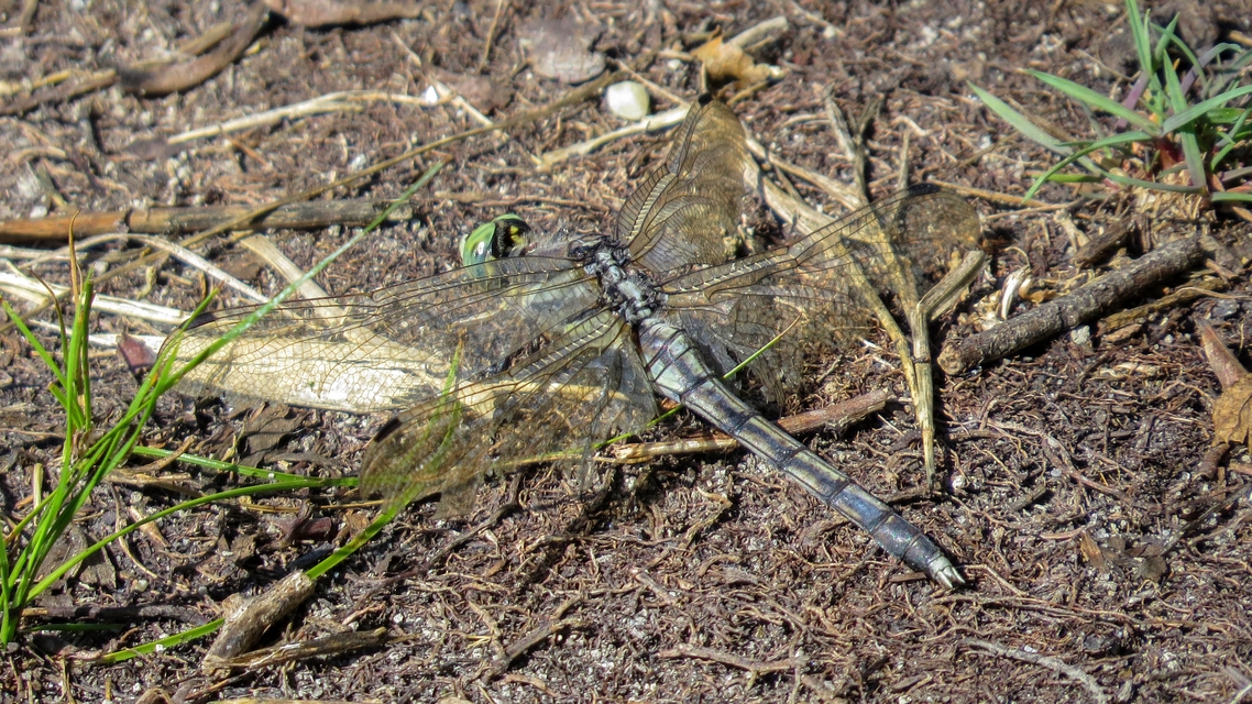 Orthetrum albistylum - fehérfarkú pásztorszitakötő
