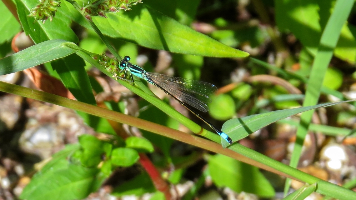 Ischnura elegans pontica - kéköves légivadász
