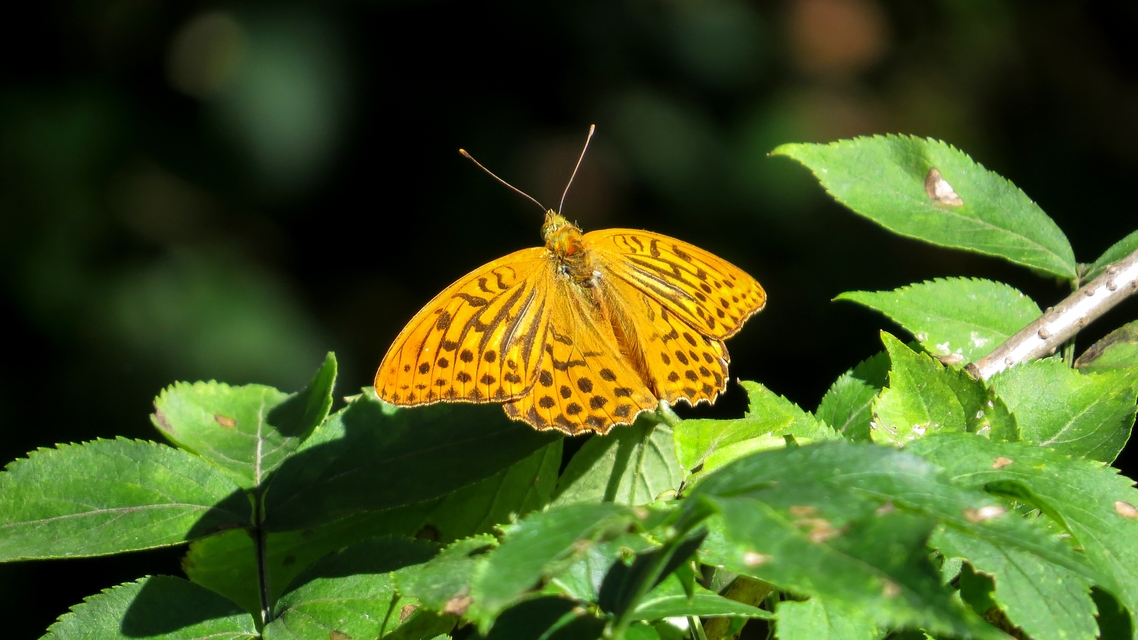 Argynnis paphia - nagy gyöngyházlepke
