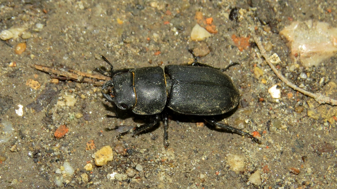 Dorcus parallelipipedus - kis szarvasbogár