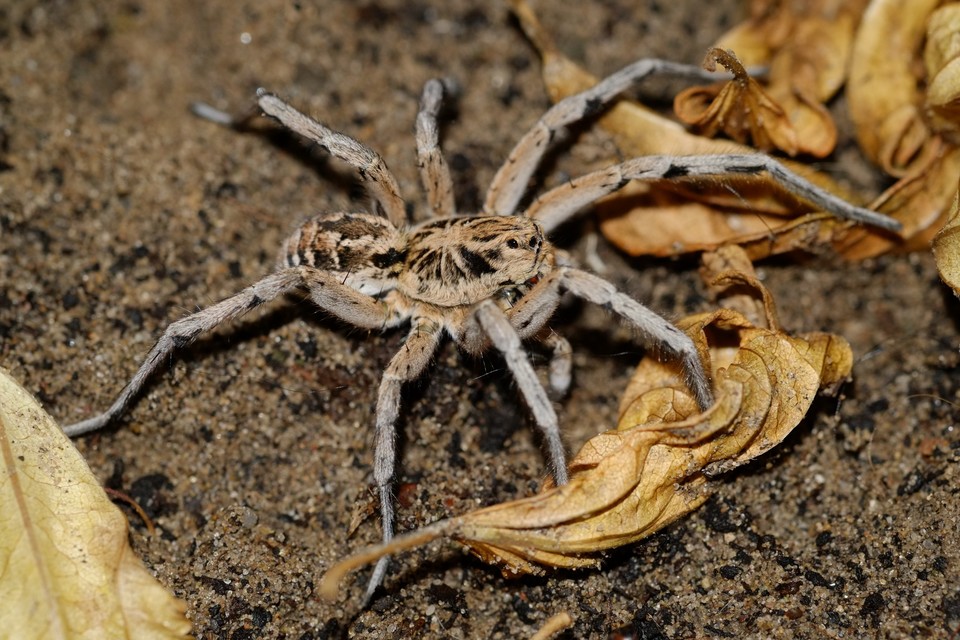 Geolycosa vultuosa - pokoli cselőpók