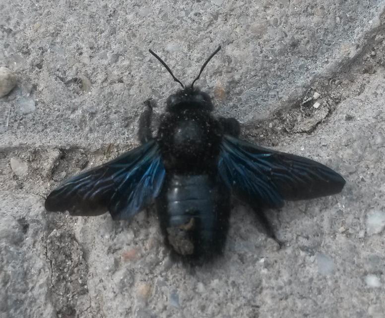 Xylocopa violacea - kék fadongó
