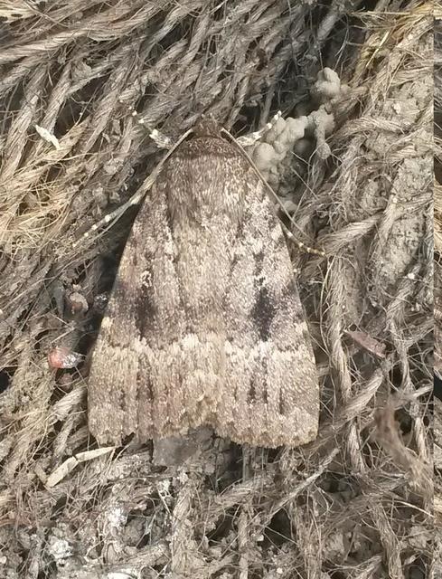 Amphipyra berbera/pyramidea