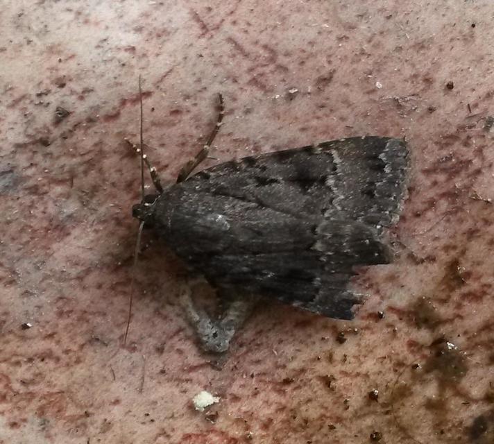 Amphipyra berbera/pyramidea