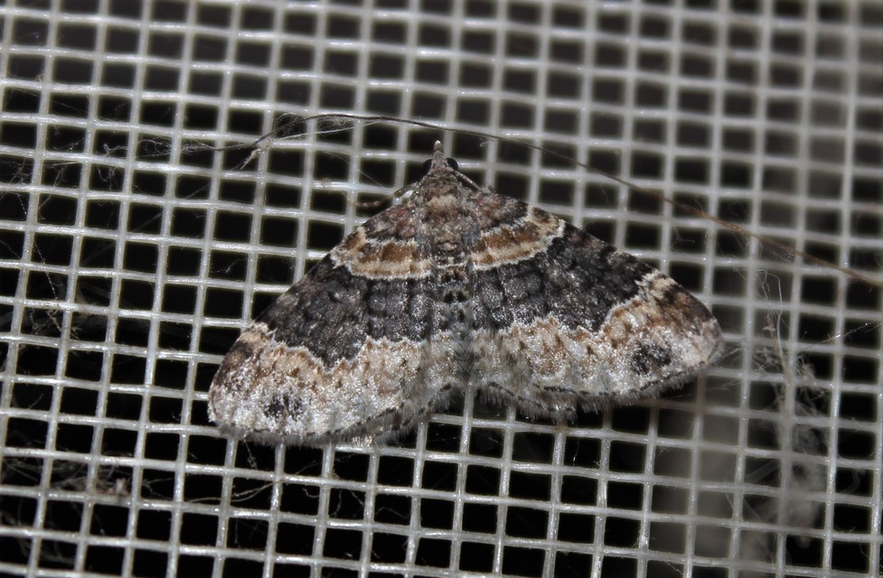 Xanthorhoe ferrugata - kerti tarkaaraszoló