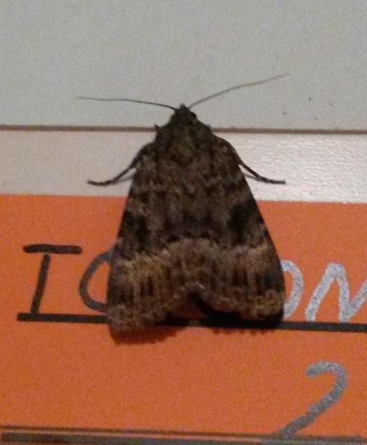 Amphipyra berbera/pyramidea