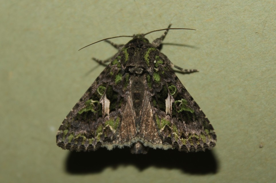 Trachea atriplicis - nyári zöldbagoly