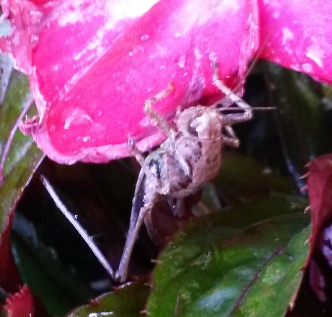 Pholidoptera griseoaptera - szürke avarszöcske