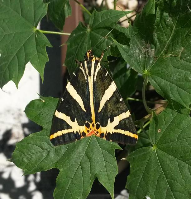 Euplagia quadripunctaria - csíkos medvelepke