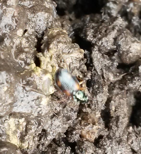 Bembidion subcostatum vau - rövidszárnyú gyorsfutó