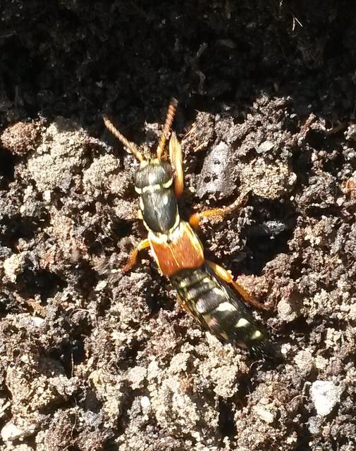 Staphylinus caesareus - aranysujtásos holyva