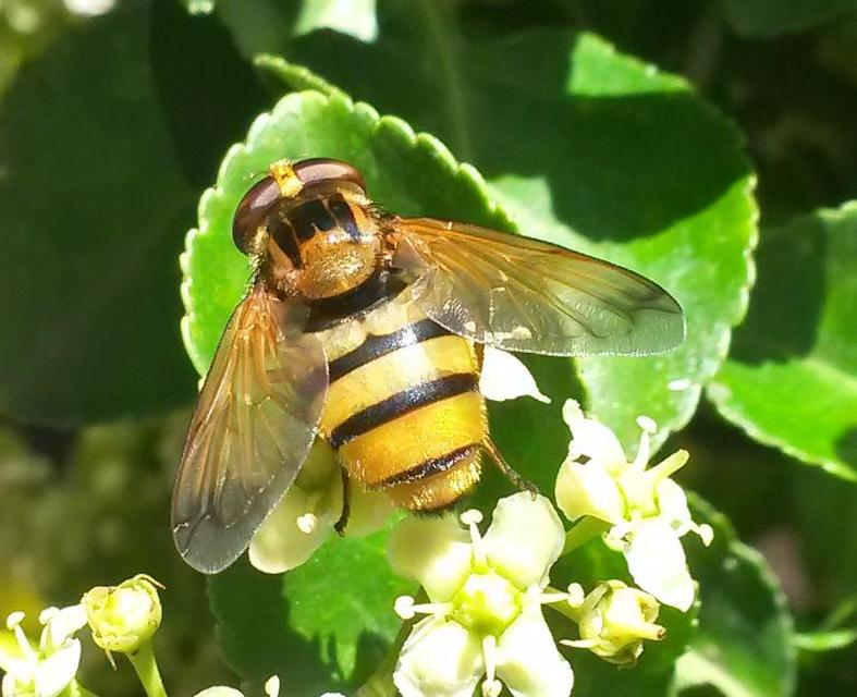 Volucella inanis - háromöves pihelégy