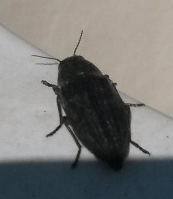 Buprestis haemorrhoidalis - foltosfejű díszbogár