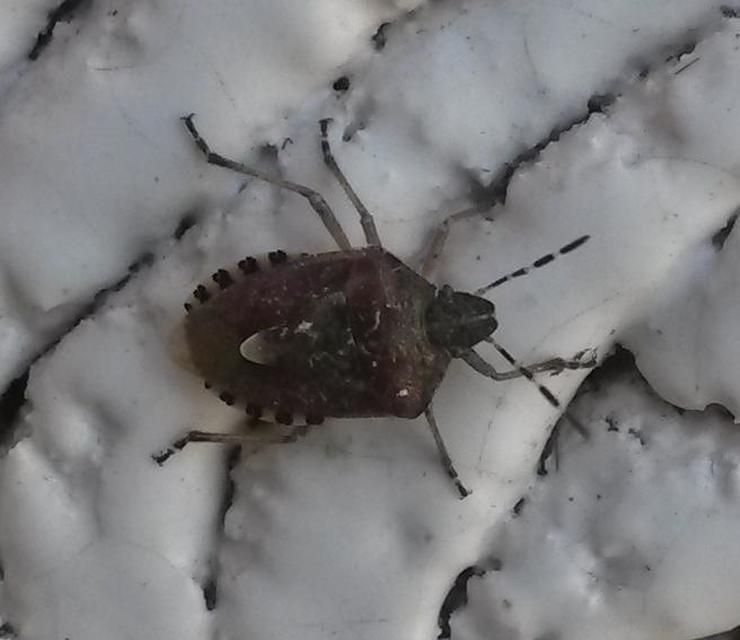 Dolycoris baccarum - közönséges bogyómászó-poloska Dolycoris baccarum - közönséges bogyómászó-poloska