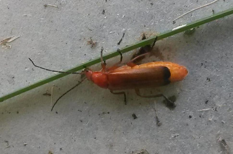 Rhagonycha fulva - feketevégű lágybogár