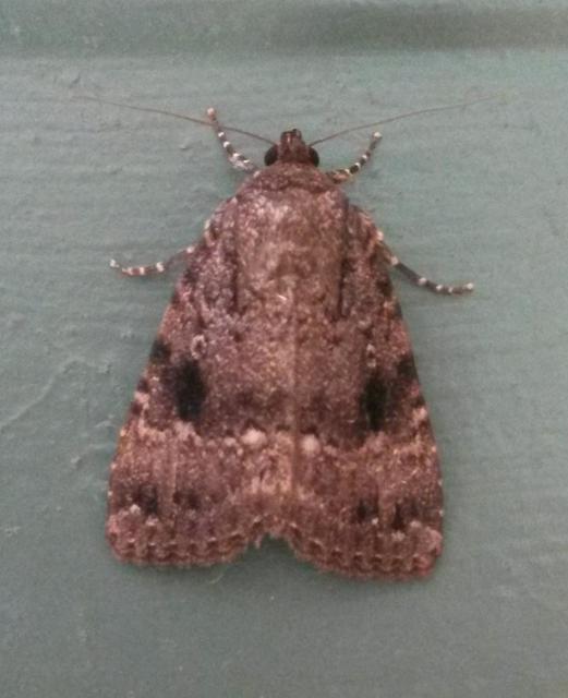 Amphipyra berbera/pyramidea