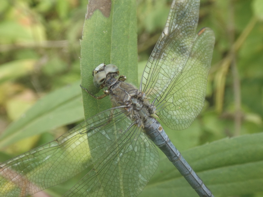 Orthetrum coerulescens - karcsú pásztorszitakötő