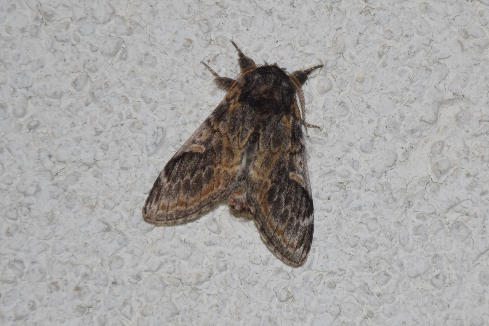 Notodonta tritophus - tarajos púposszövő