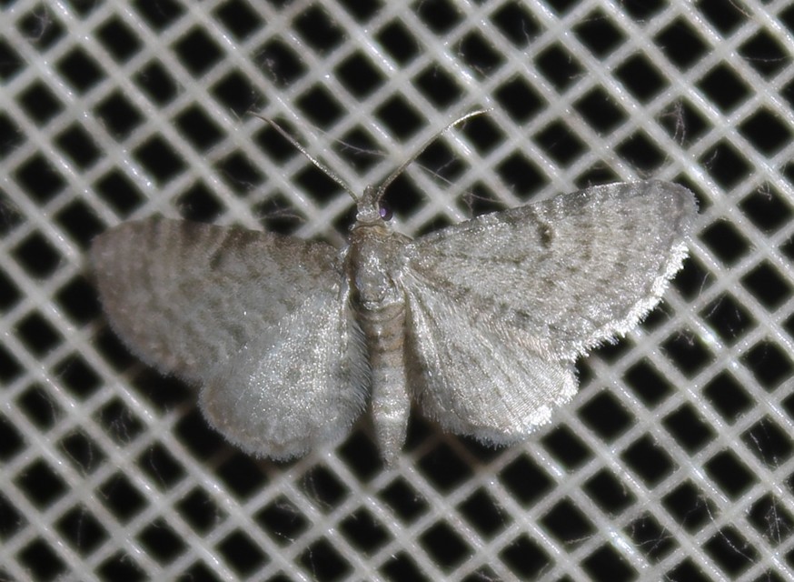 Eupithecia selinata - lápi törpearaszoló