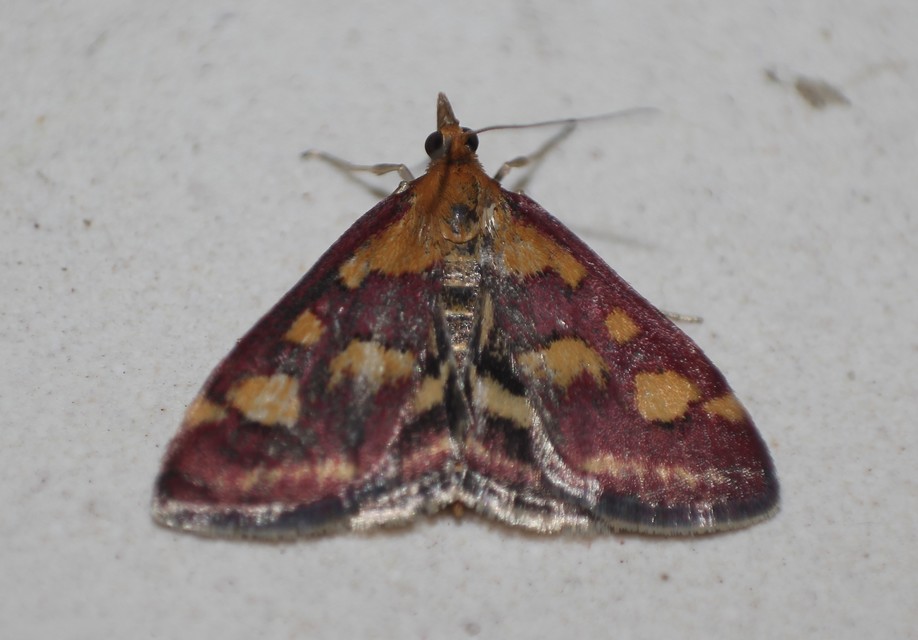 Pyrausta purpuralis - közönséges bíbormoly