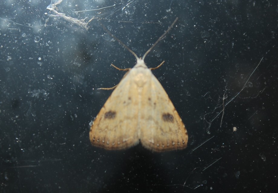 Rivula sericealis - selymes lórombagoly