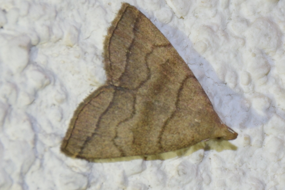 Herminia tarsicrinalis - szőröslábú karcsúbagoly