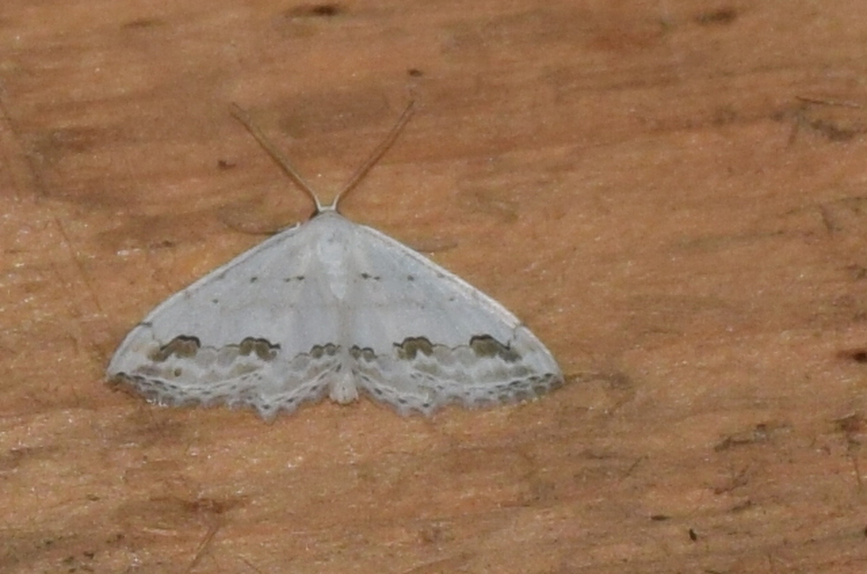 Scopula ornata - díszes fehéraraszoló