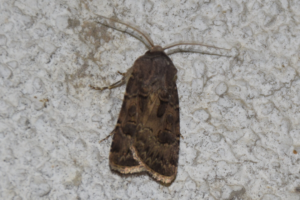 Agrotis bigramma - kétjegyű földibagoly