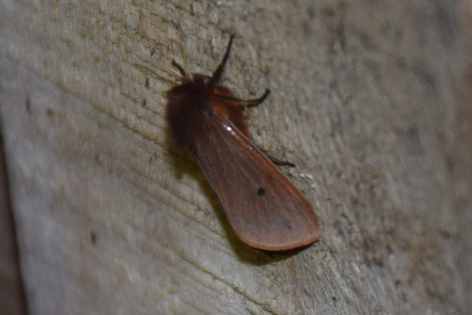 Phragmatobia fuliginosa - füstös medvelepke